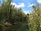 Maryland Country Apple Orchard