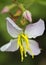 Maryland Meadow Beauty Wildflower - Rhexia mariana