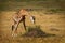 Masaai Giraffe - Giraffa tippelskirchi also Maasai or Kilimanjaro giraffe, largest giraffe, native to East Africa, Kenya and