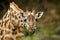 Masaai Giraffe - Giraffa tippelskirchi also Maasai or Kilimanjaro giraffe, largest giraffe, native to East Africa, Kenya and