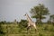 Masaai giraffe, Selous National Park, Tanzania