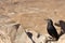 Masada Grackle