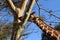 A Masai Girafe eats acacia bark in Kenya