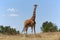 Masai girafe at a samburu