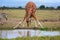 Masai girafe at a waterhole samburu