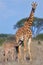 Masai Giraffe Baby Suckling