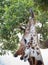 Masai Giraffe with Black Tongue Feeding on Leaves