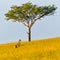 Masai Giraffe Calf Dwarfed