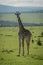 Masai giraffe calf stands staring at camera