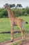 Masai Giraffe Calf Tail Flicking