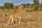 Masai Giraffe Calf Walking