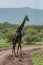 Masai giraffe crosses dirt track on savannah