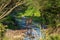 Masai giraffe crosses shallow stream in woods