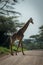 Masai giraffe crosses track lined by trees