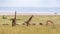 Masai Giraffe and Elephants in Grasslands