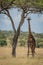 Masai giraffe eyes camera from beneath tree