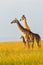 Masai Giraffe Family