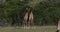 Masai giraffe, giraffa camelopardalis tippelskirchi, adults fighting, Masai Mara Park in Kenya, real Time