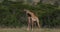 Masai giraffe, giraffa camelopardalis tippelskirchi, adults fighting, Masai Mara Park in Kenya, real Time
