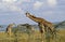 Masai Giraffe, giraffa camelopardalis tippelskirchi, Herd eating Acacia`s Leaves, Masai Mara Park in Kenya