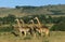 Masai Giraffe, giraffa camelopardalis tippelskirchi, Herd in Savannah, Masai Mara Park in Kenya