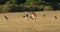 Masai giraffe, giraffa camelopardalis tippelskirchi, mother and calf walking through savannah, blue wildebeest, Masai Mara Park in