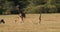 Masai giraffe, giraffa camelopardalis tippelskirchi, mother and calf walking through savannah, masai mara park in kenya, real time