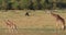 Masai giraffe, giraffa camelopardalis tippelskirchi, mother and calf walking through Savannah, Masai Mara Park in Kenya, real Time