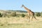 Masai giraffe Giraffa Camelopardalis Tippelskirchii walking in Maasai Mara National Reserve, Kenya