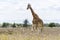 Masai giraffe Giraffa Camelopardalis Tippelskirchii walking in Maasai Mara National Reserve, Kenya