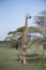 Masai Giraffe Giraffa tippelskirchi in Northern Tanzania
