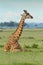 Masai Giraffe Lying Down