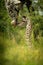 Masai giraffe lying in grass with mother