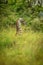 Masai giraffe lying in grass in profile