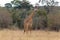 Masai giraffe near the edge of the forest. Masai Mara, Kenya