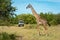 Masai giraffe passes photographer in safari truck