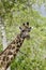 Masai giraffe portait