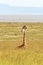 A Masai giraffe resting in the long grass of the Masai Mara