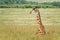 A Masai giraffe resting in the long grass of the Masai Mara