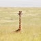 Masai Giraffe sitting in the soft long grass of the Masai Mara