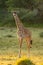 Masai giraffe stands in clearing eyeing camera