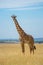 Masai giraffe stands eyeing camera in grass