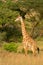 Masai giraffe stands in grass near trees