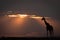 Masai giraffe stands on horizon at dusk