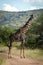 Masai giraffe stands on track eyeing camera