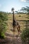 Masai giraffe stands on track between trees