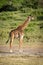 Masai giraffe stands by trees in sunshine