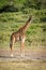 Masai giraffe stands watching camera in sunshine