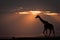 Masai giraffe at sundown walks along horizon