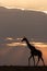 Masai giraffe at sunset walks along horizon